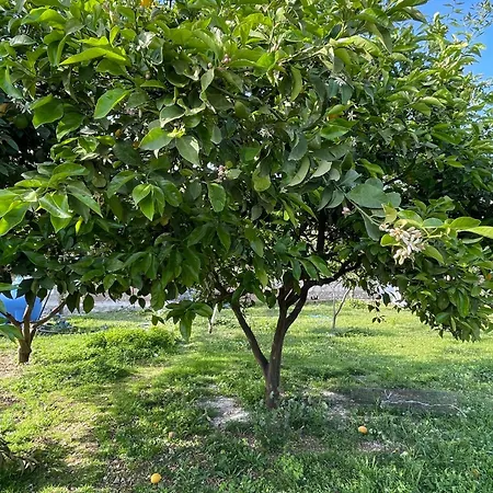 Ambelas Guest 4 Kır Evi